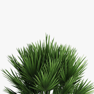 Decorative palm - immagine 5