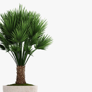 Decorative palm - immagine 2